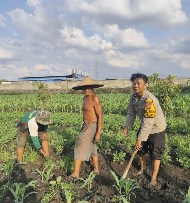 Bhabinkamtibmas Desa Sukorejo Turun ke Sawah, Dukung Petani Kembangkan Jagung untuk Ketahanan Pangan