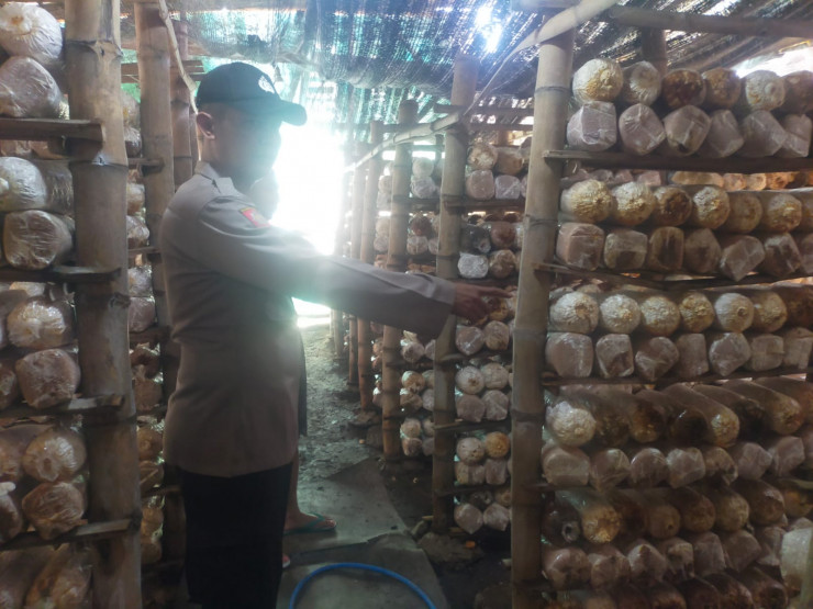 Potensi Usaha Rumahan, Budidaya Jamur Tiram di Desa Segodobancang Dukung Ketahanan Pangan