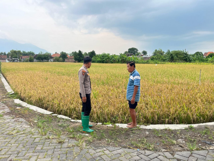 Polsek Krembung Dampingi Perawatan Lahan Padi Demi Ketahanan Pangan di Desa Kandangan