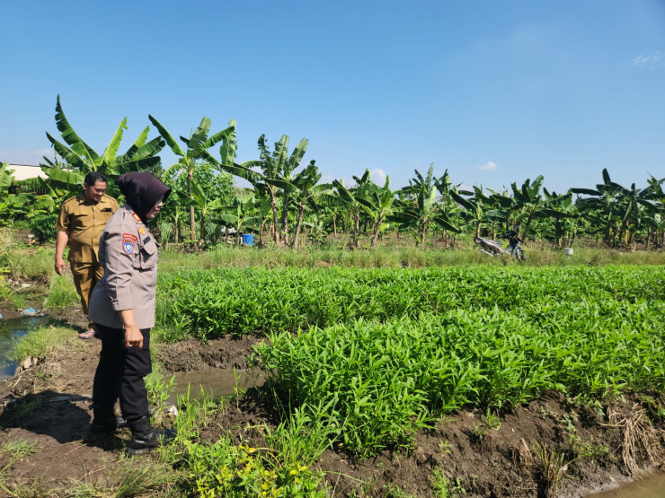 Kanit Binmas Polsek Gedangan Turun Langsung ke Lahan Pertanian Sayuran dan cabai di Desa Punggul untuk Dukung Ketahanan Pangan