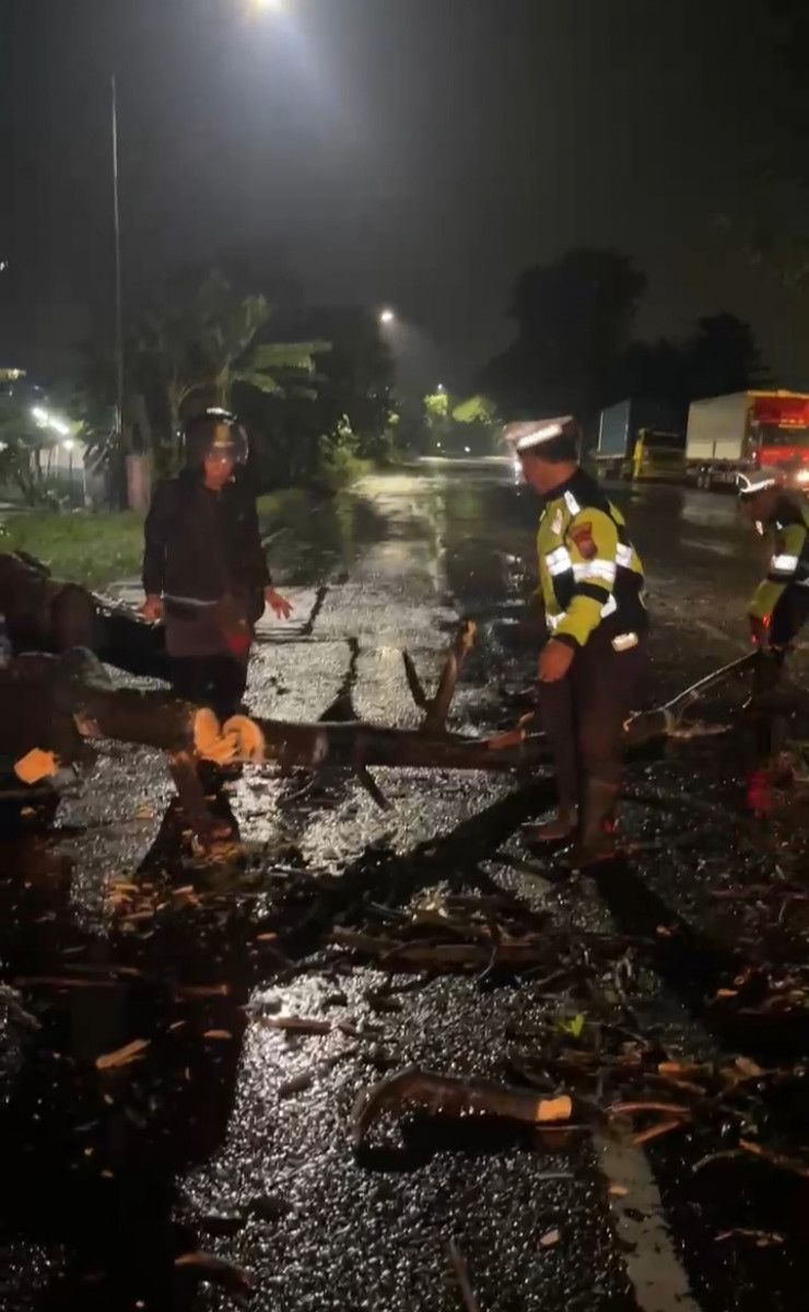 Polsek Balongbendo Evakuasi Pohon Tumbang, Arus Lalu Lintas Kembali Lancar