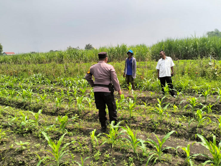 Sinergi Kepolisian dan Petani Dukung Ketahanan Pangan: Bhabinkamtibmas Gamping Turun ke Lahan Bantu Perawatan Jagung
