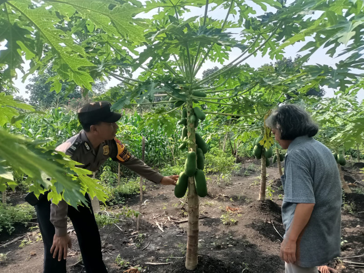 Polsek Taman Tinjau Perkembangan Lahan Ketahanan Tanaman Pepaya di Kelurahan Sepanjang