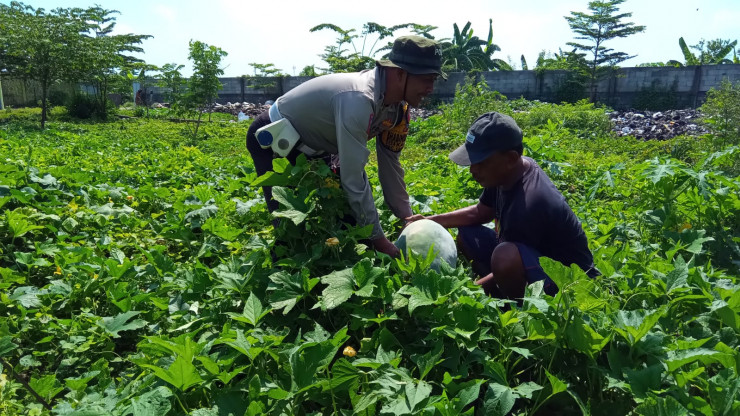 Polsek Tanggulangin Dorong Ketahanan Pangan Polresta Sidoarjo di Pekarangan Bergizi Kalidawir