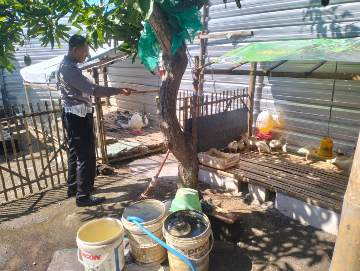 Polsek Porong Dukung Budidaya Entok Jumbo di Plumbon