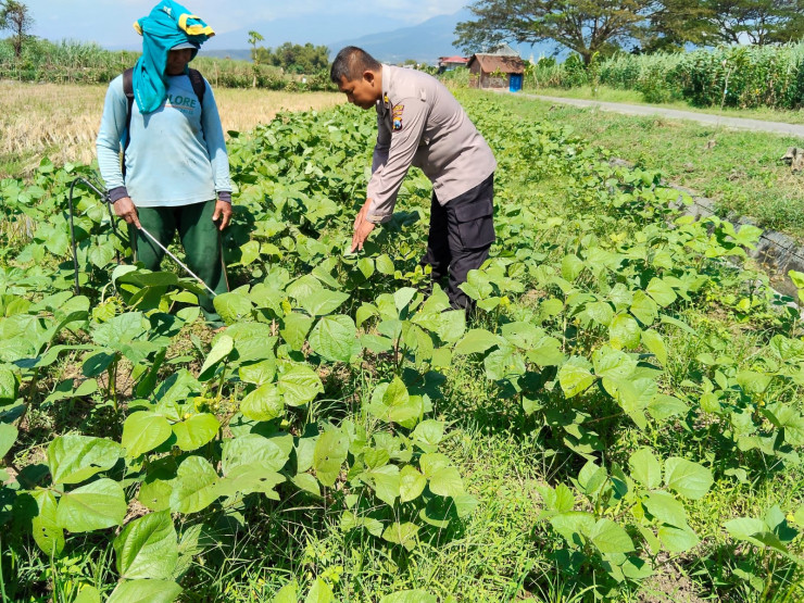 Polsek Porong Masifkan Edukasi Ketahanan Pangan lewat Program P2B di Desa Pamotan